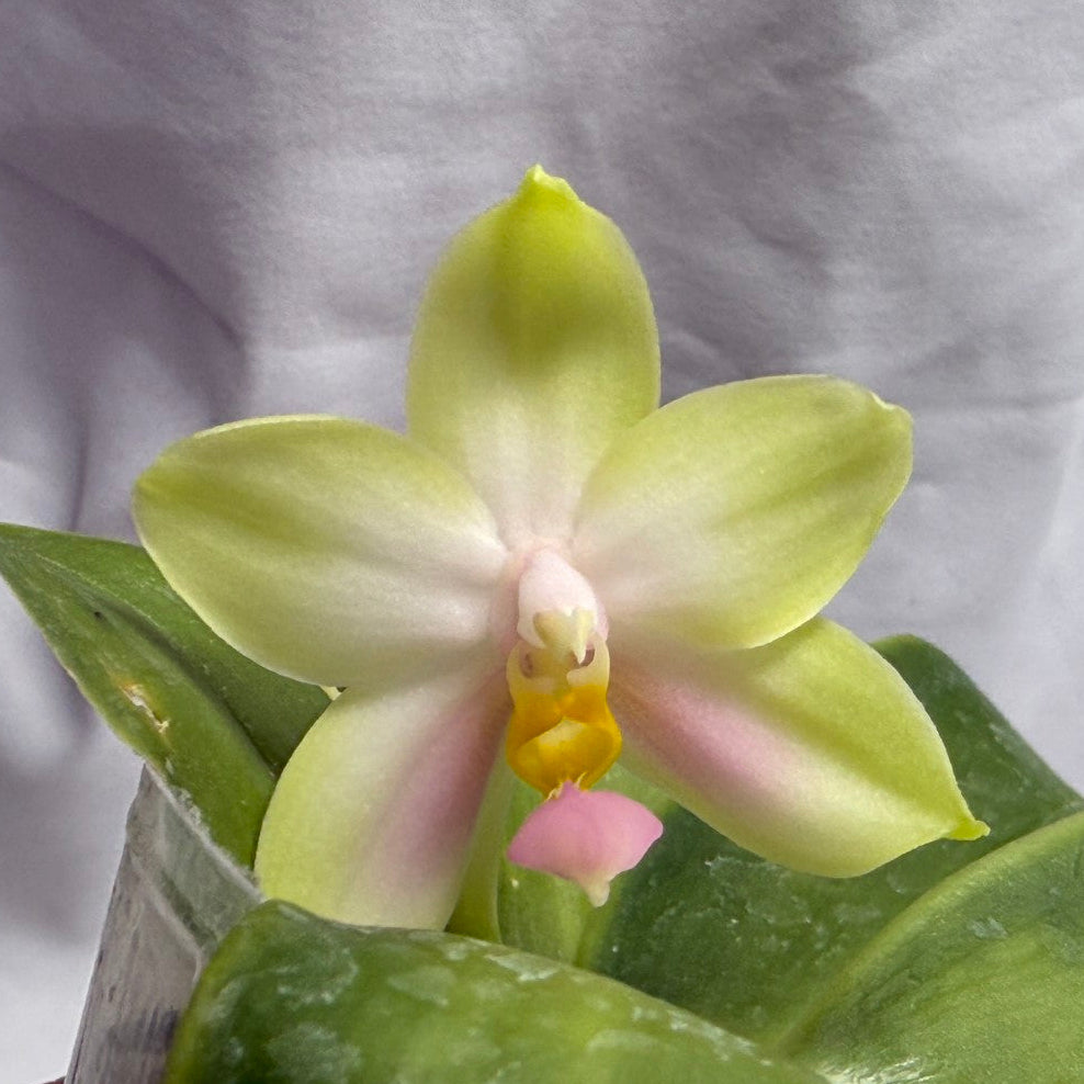 A pale yellow-green orchid flower with pink and yellow center details, growing on a leafy green plant against a white fabric backdrop.