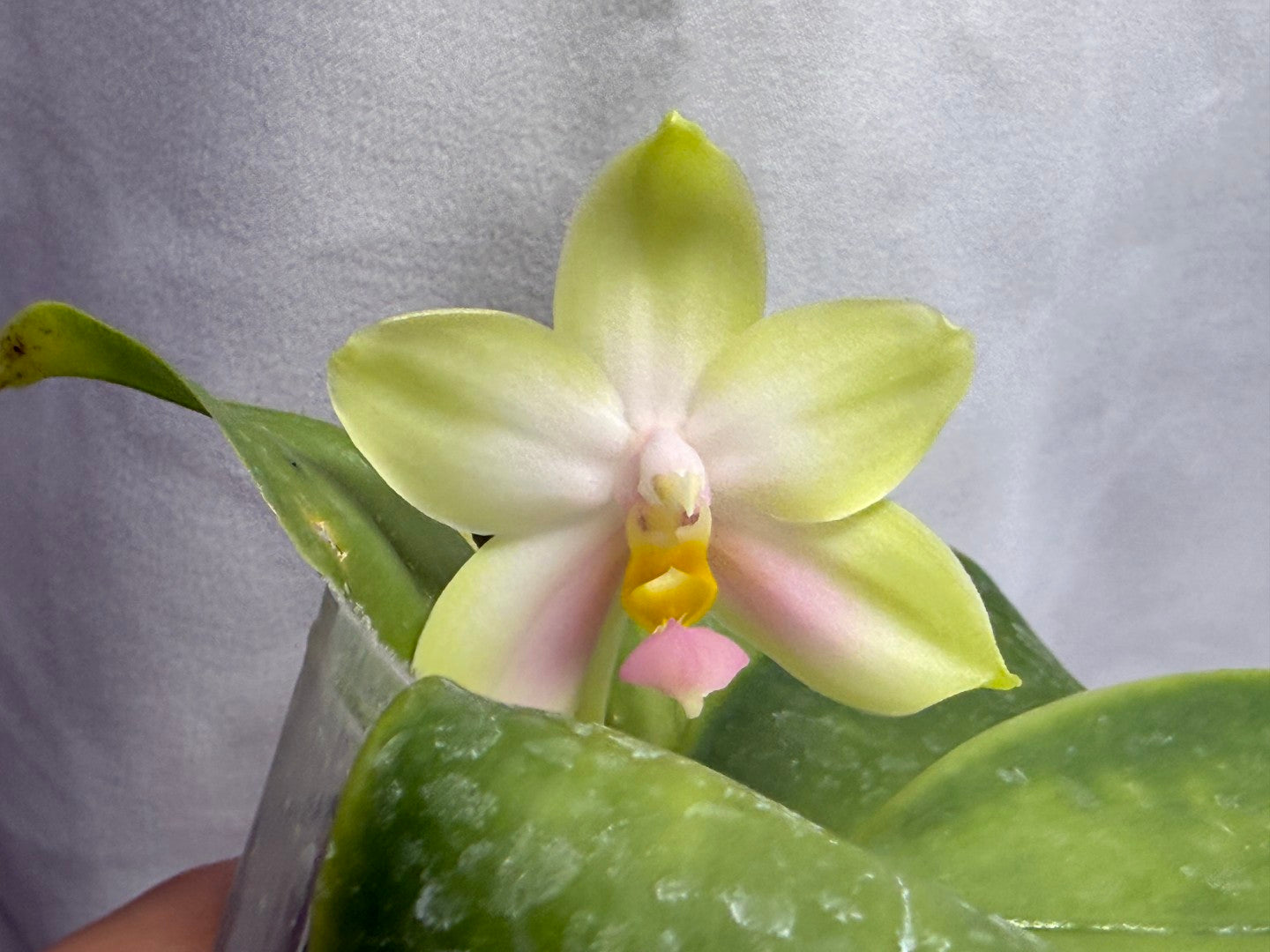 QA219 Phalaenopsis bellina f. delicata (pink) x sib - Seed Grown 260816 Flowering