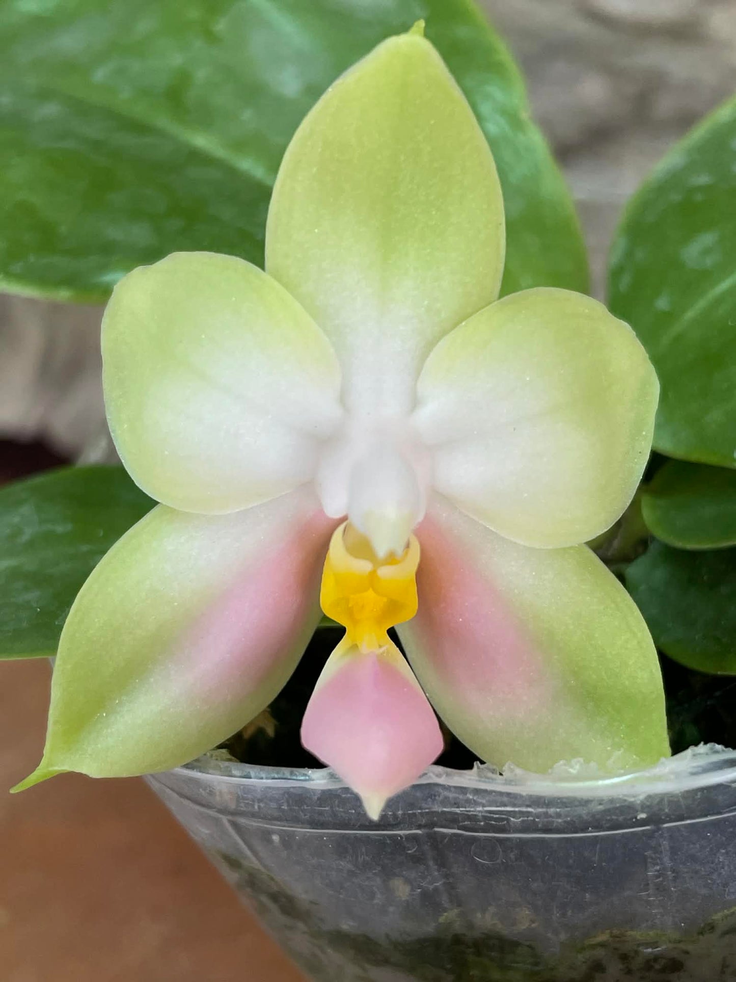 QA219 Phalaenopsis bellina f. delicata (pink) x sib - Seed Grown