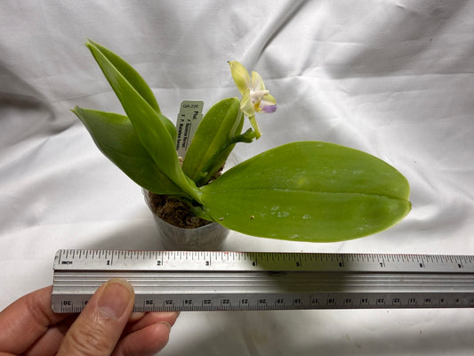 QA220 Phalaenopsis Mainshow Mermaid x Mainshow Sapphire - Seed Grown 260626 Flowering