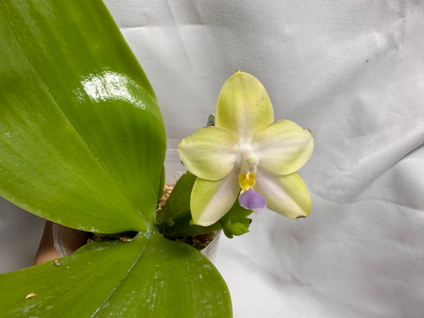 QA220 Phalaenopsis Mainshow Mermaid x Mainshow Sapphire - Seed Grown 260626 Flowering