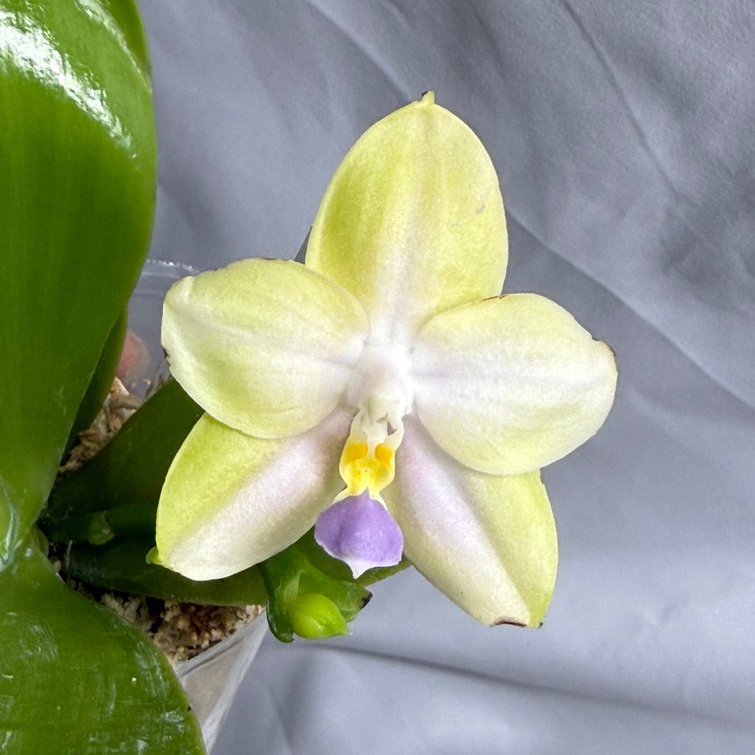 QA220 Phalaenopsis Mainshow Mermaid x Mainshow Sapphire - Seed Grown 260626 Flowering