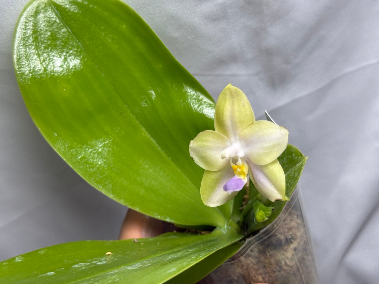 QA220 Phalaenopsis Mainshow Mermaid x Mainshow Sapphire - Seed Grown 260626 Flowering