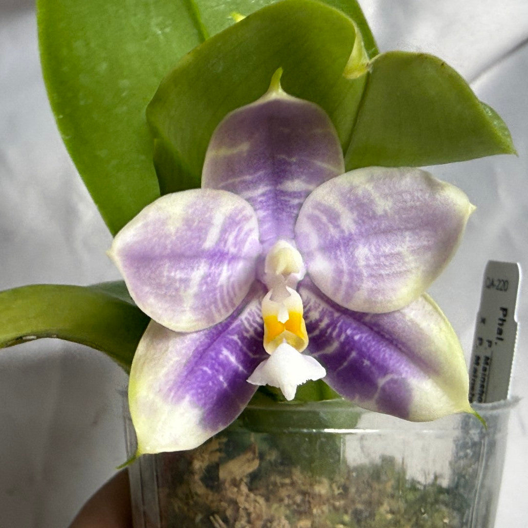 QA-220 Phalaenopsis Mainshow Mermaid x Mainshow Sapphire - Seed Grown 260804 Flowering 2 spikes