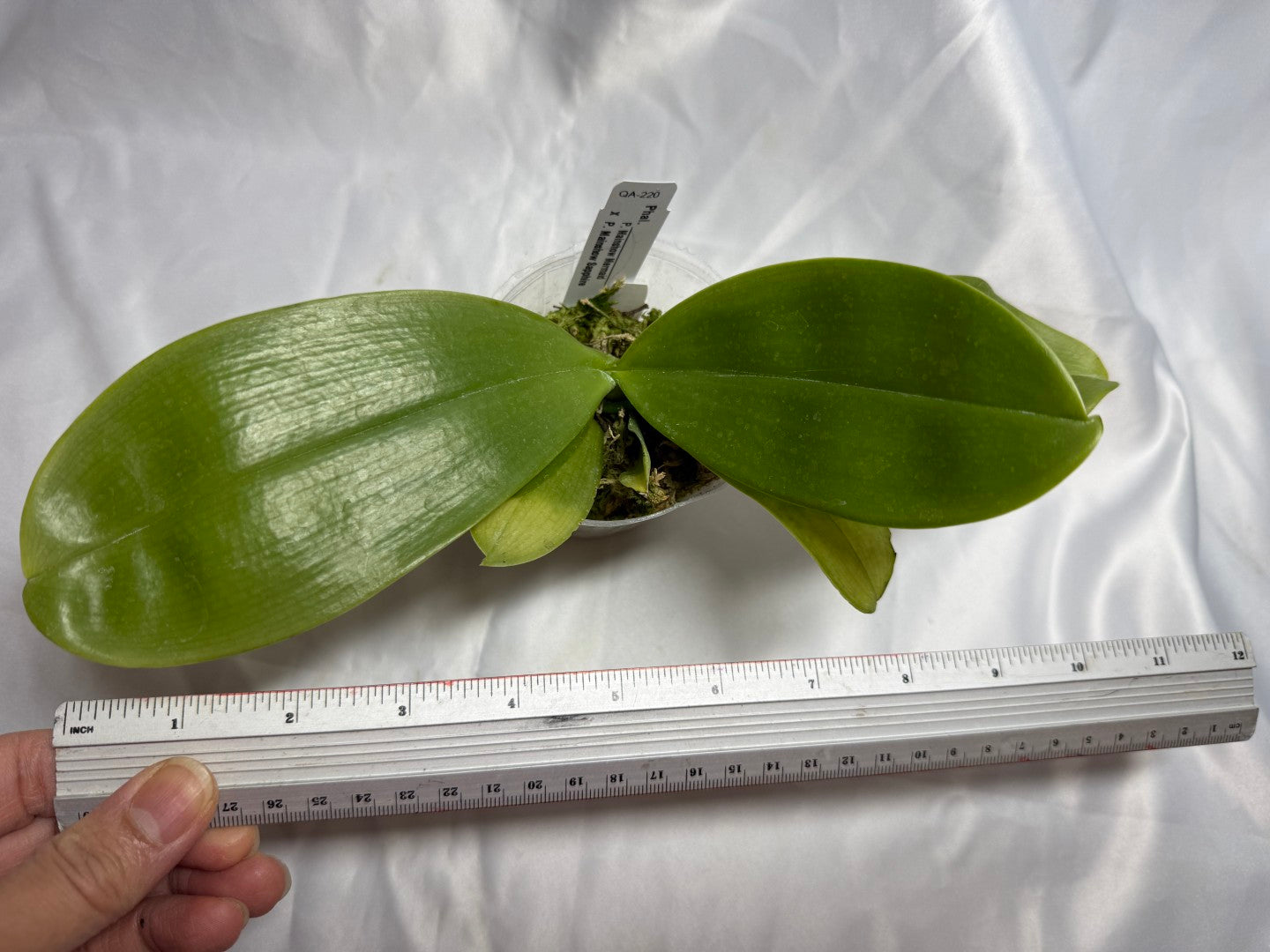 QA-220 Phalaenopsis Mainshow Mermaid x Mainshow Sapphire - Seed Grown 260804 Flowering 2 spikes