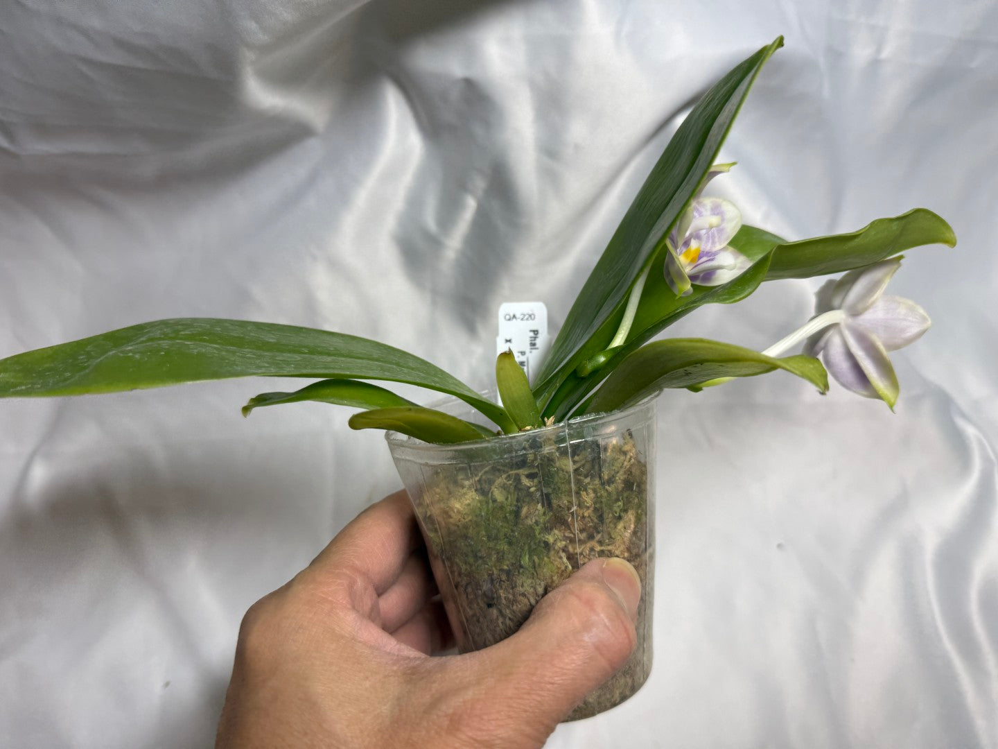 QA-220 Phalaenopsis Mainshow Mermaid x Mainshow Sapphire - Seed Grown 260804 Flowering 2 spikes