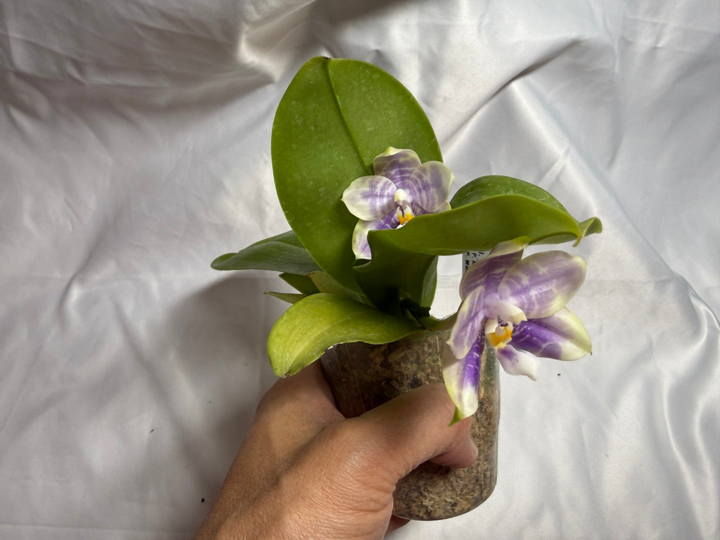 QA-220 Phalaenopsis Mainshow Mermaid x Mainshow Sapphire - Seed Grown 260804 Flowering 2 spikes