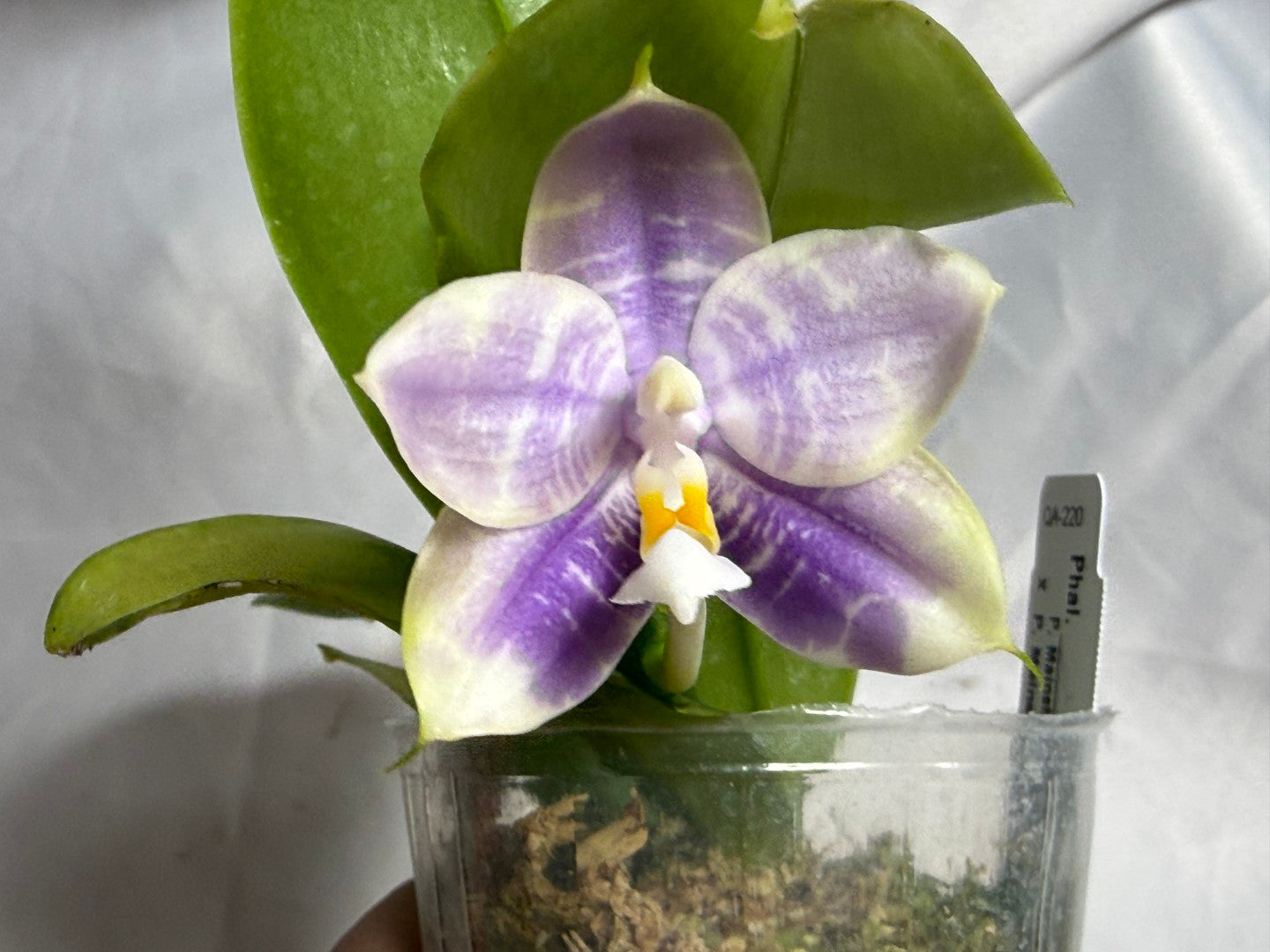 QA-220 Phalaenopsis Mainshow Mermaid x Mainshow Sapphire - Seed Grown 260804 Flowering 2 spikes