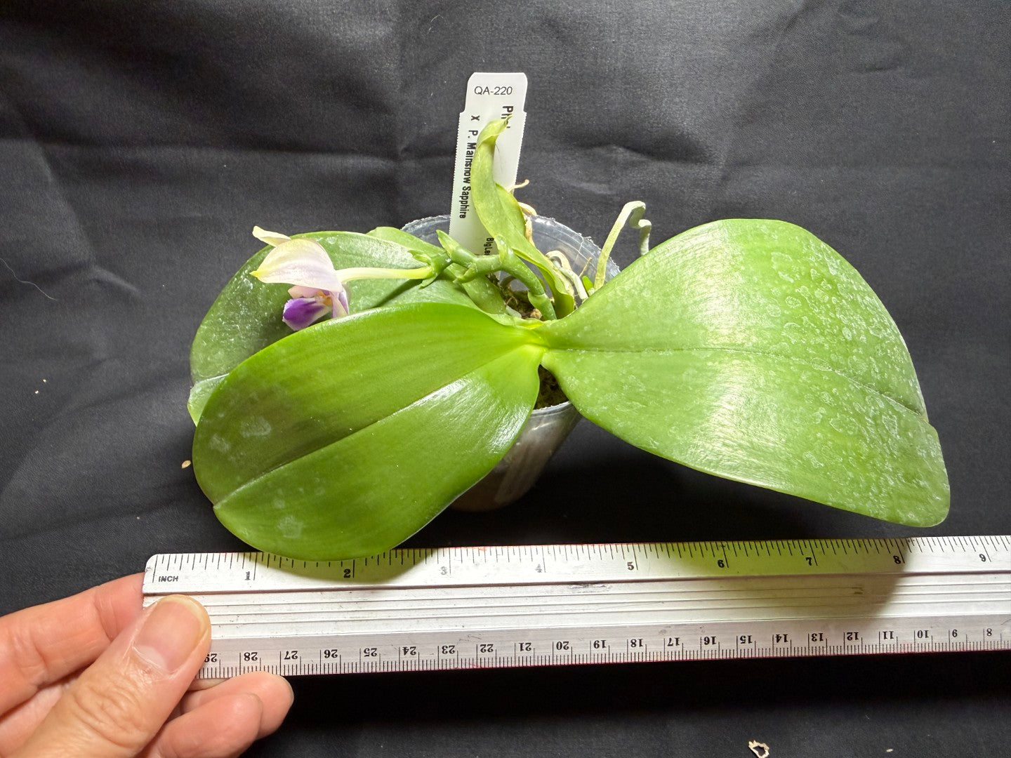 QA-220 Phalaenopsis Mainshow Mermaid x Mainshow Sapphire - Seed Grown 260825 Flowering