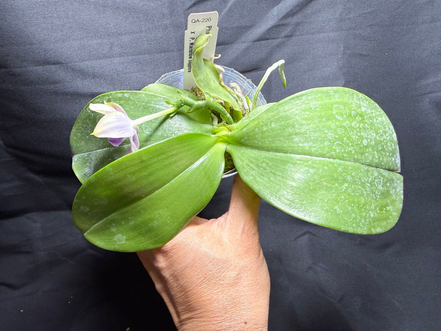 QA-220 Phalaenopsis Mainshow Mermaid x Mainshow Sapphire - Seed Grown 260825 Flowering