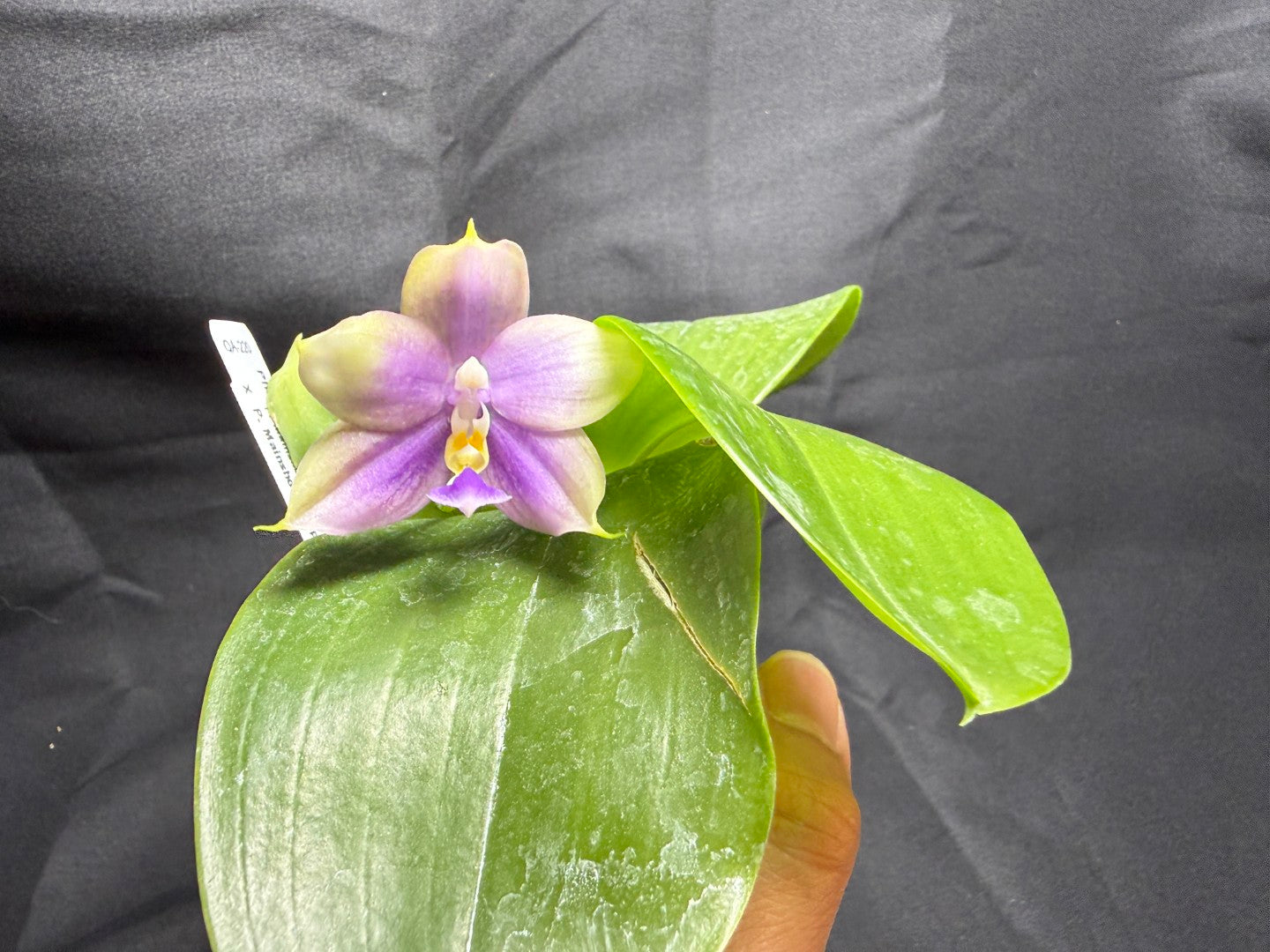 QA-220 Phalaenopsis Mainshow Mermaid x Mainshow Sapphire - Seed Grown 260825 Flowering