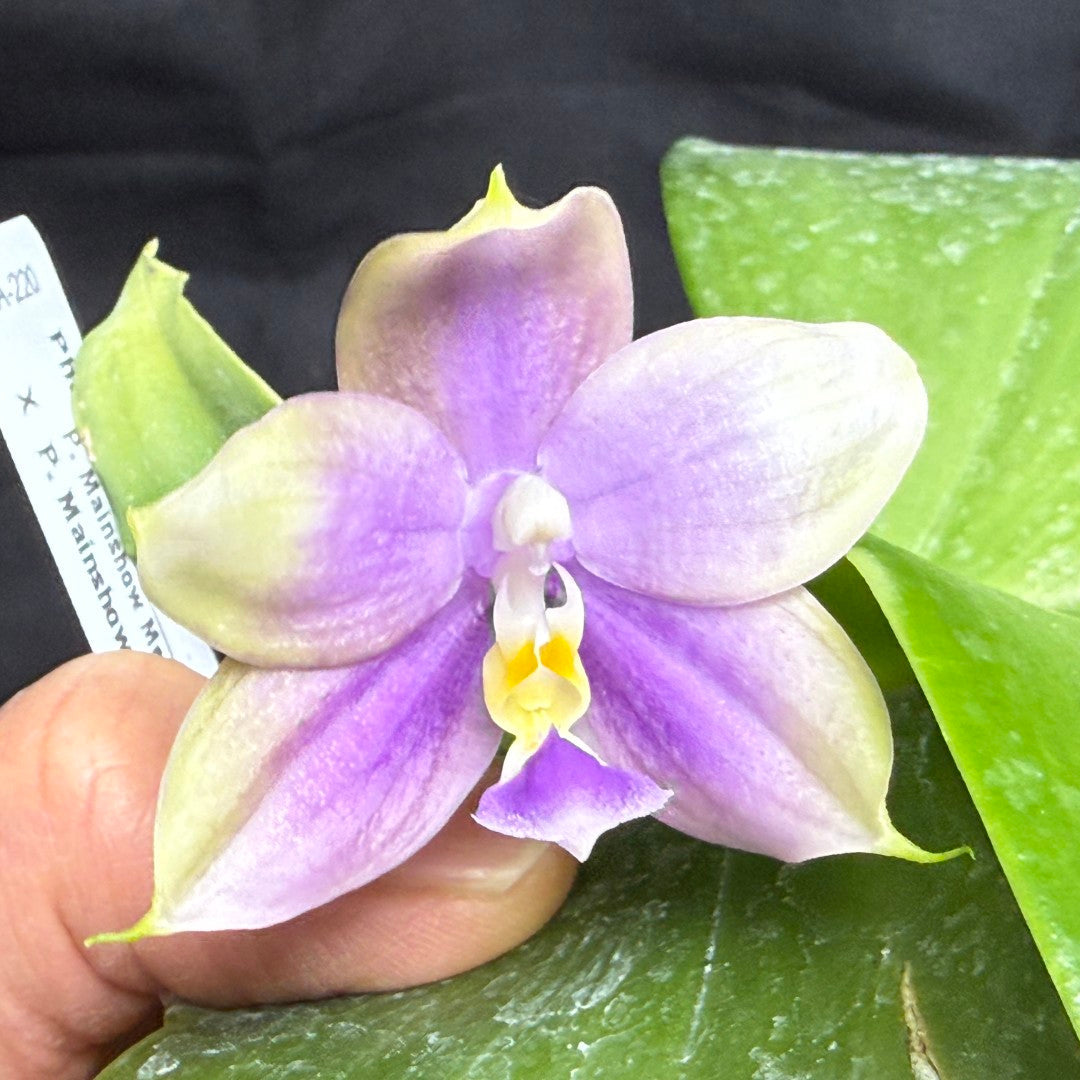 A close-up of a purple and cream Phalaenopsis orchid flower with a yellow center, held by a hand against a dark background with green leaves.