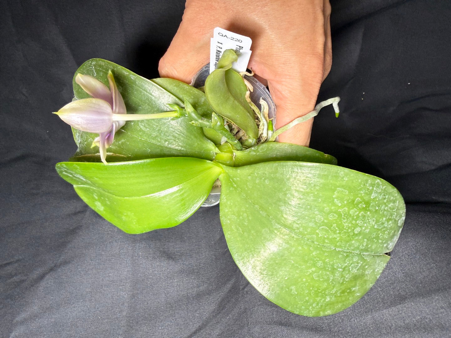 QA-220 Phalaenopsis Mainshow Mermaid x Mainshow Sapphire - Seed Grown 260825 Flowering