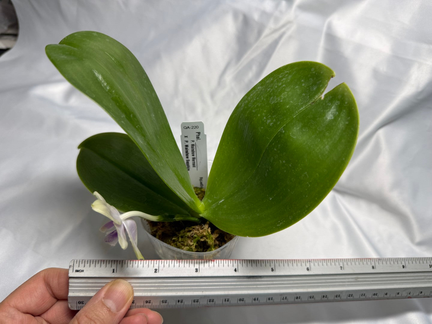 QA-220 Phalaenopsis Mainshow Mermaid x Mainshow Sapphire - Seed Grown 260830 Flowering