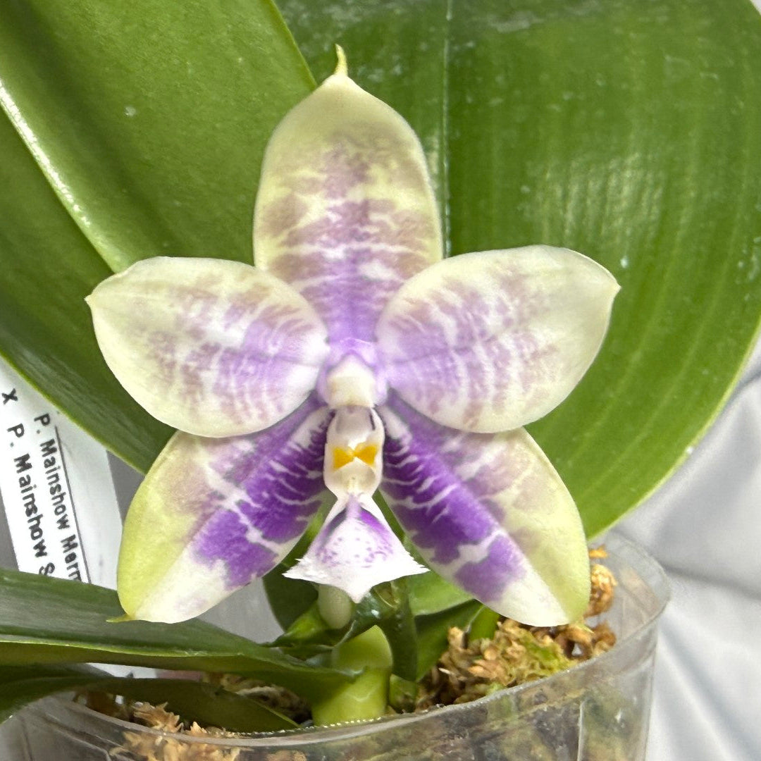 QA-220 Phalaenopsis Mainshow Mermaid x Mainshow Sapphire - Seed Grown 260830 Flowering