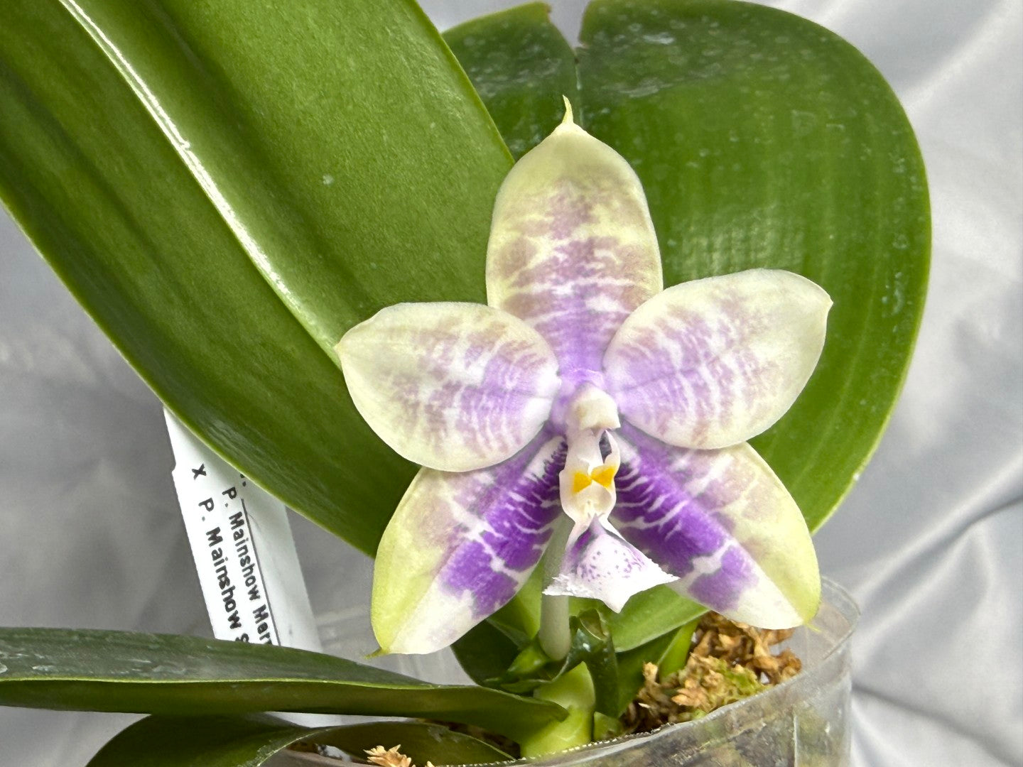 QA-220 Phalaenopsis Mainshow Mermaid x Mainshow Sapphire - Seed Grown 260830 Flowering