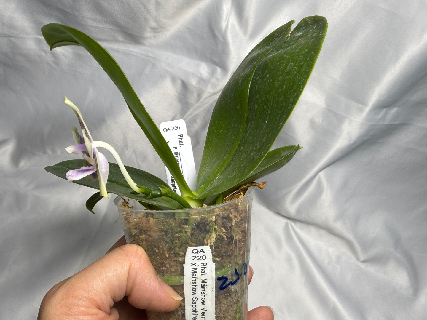QA-220 Phalaenopsis Mainshow Mermaid x Mainshow Sapphire - Seed Grown 260830 Flowering