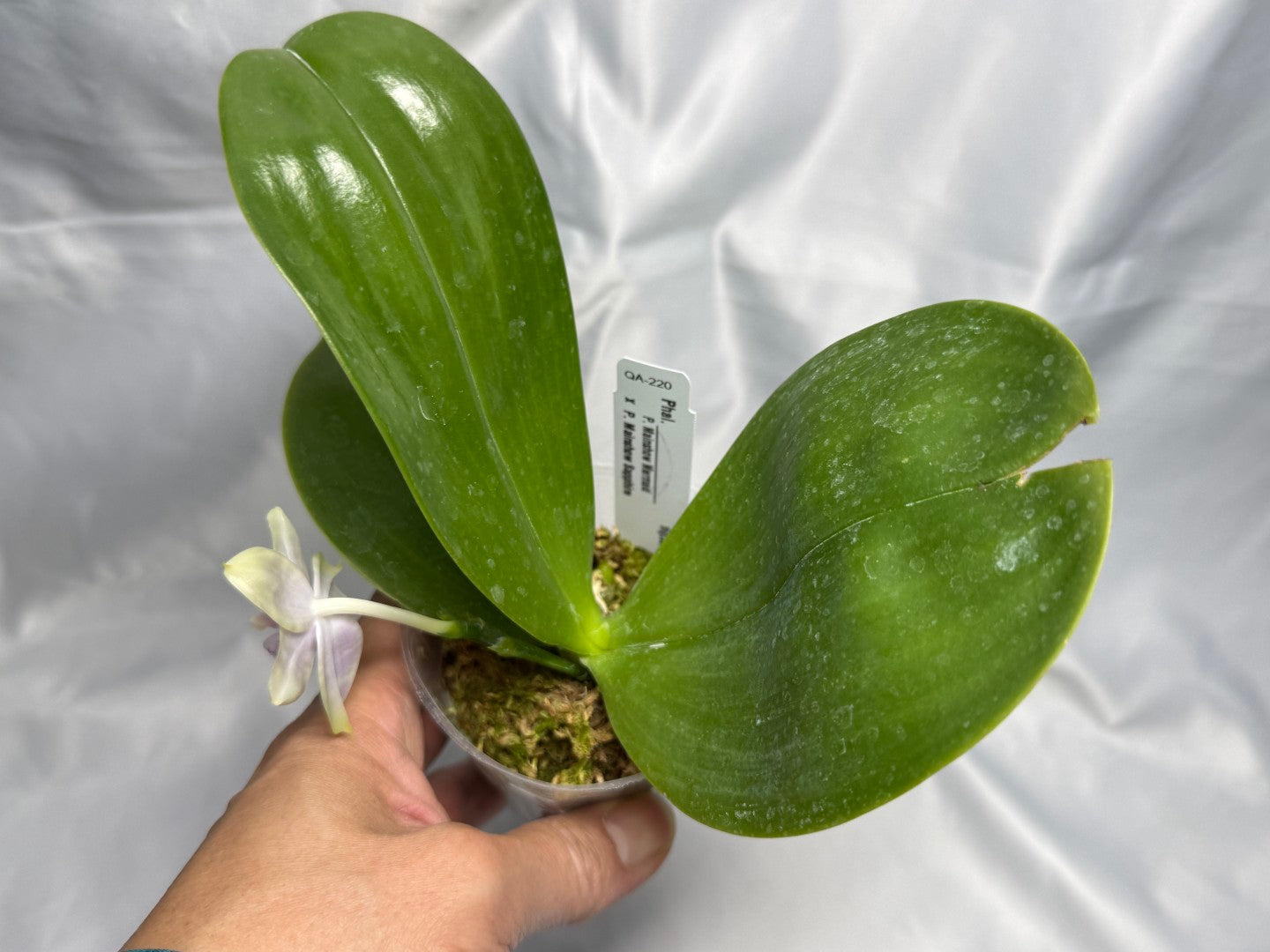 QA-220 Phalaenopsis Mainshow Mermaid x Mainshow Sapphire - Seed Grown 260830 Flowering