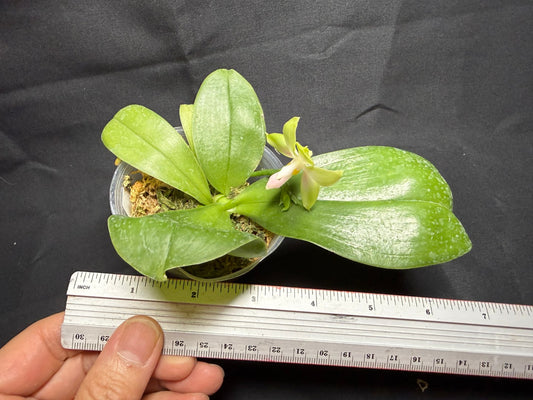 QA-237 Phalaenopsis bellina f. delicata x sib (pink wild type x round) - Seed Grown 260825 Flowering