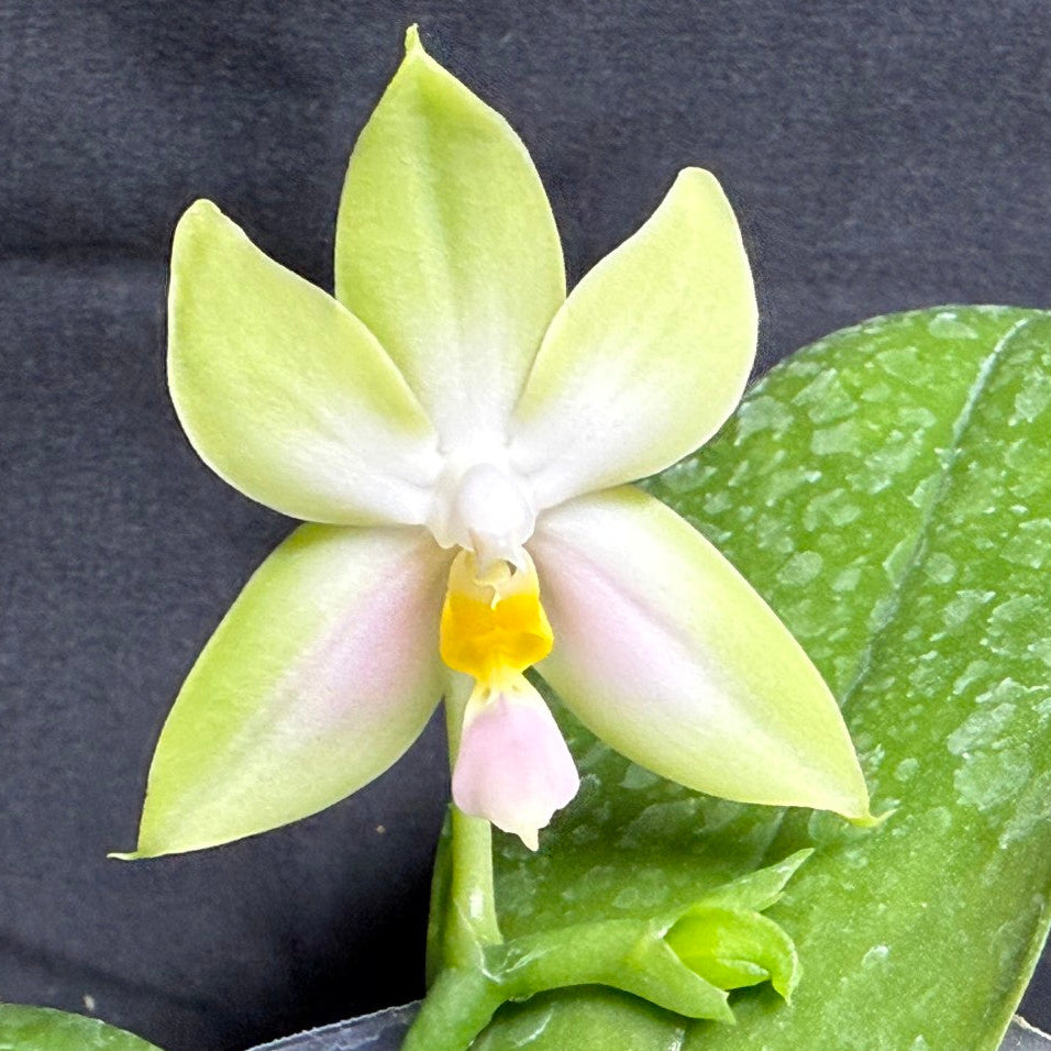 A pale yellow-green orchid flower with a pink lip and bright yellow center, shown with green leaves against a dark gray background.