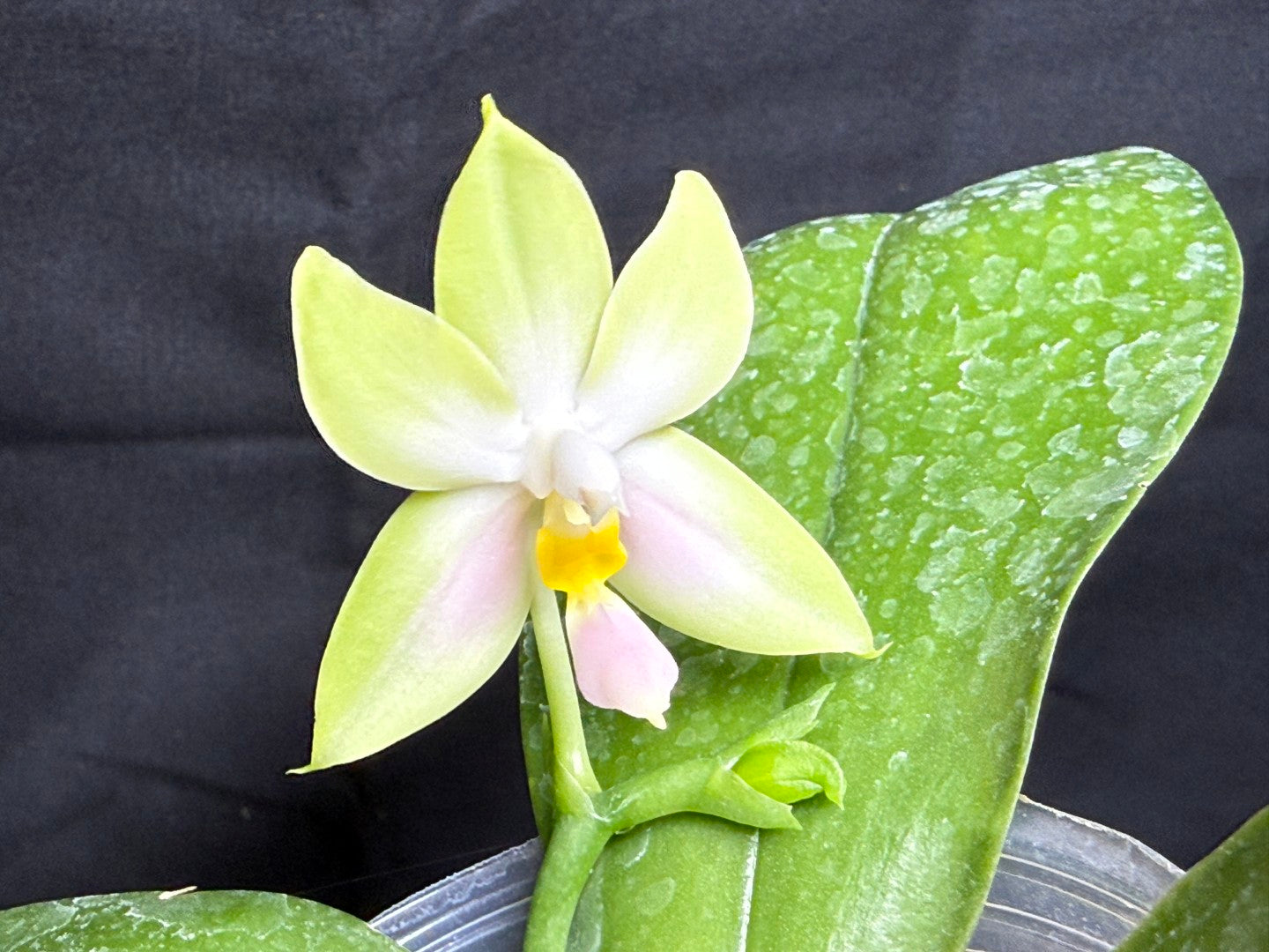 QA-237 Phalaenopsis bellina f. delicata x sib (pink wild type x round) - Seed Grown 260825 Flowering