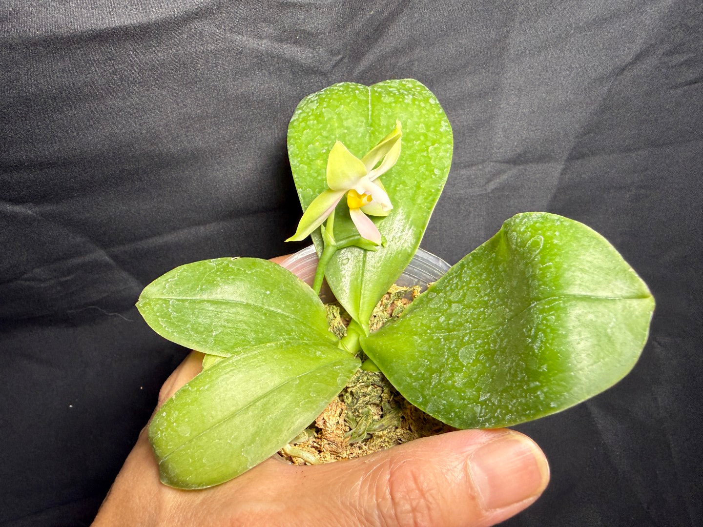 QA-237 Phalaenopsis bellina f. delicata x sib (pink wild type x round) - Seed Grown 260825 Flowering