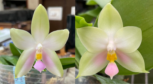 QA237 Phalaenopsis bellina f. delicata x sib (pink wild type x round) - Seed Grown