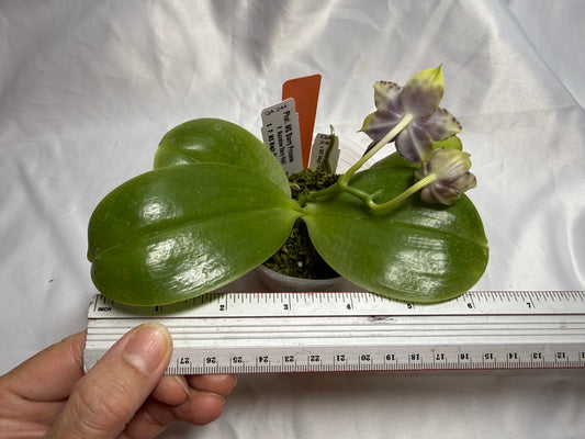 QA-244 Phalaenopsis MS Starry Princess - Seed Grown 260804 Flowering