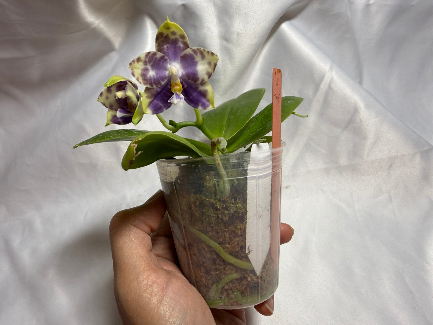 QA-244 Phalaenopsis MS Starry Princess - Seed Grown 260804 Flowering