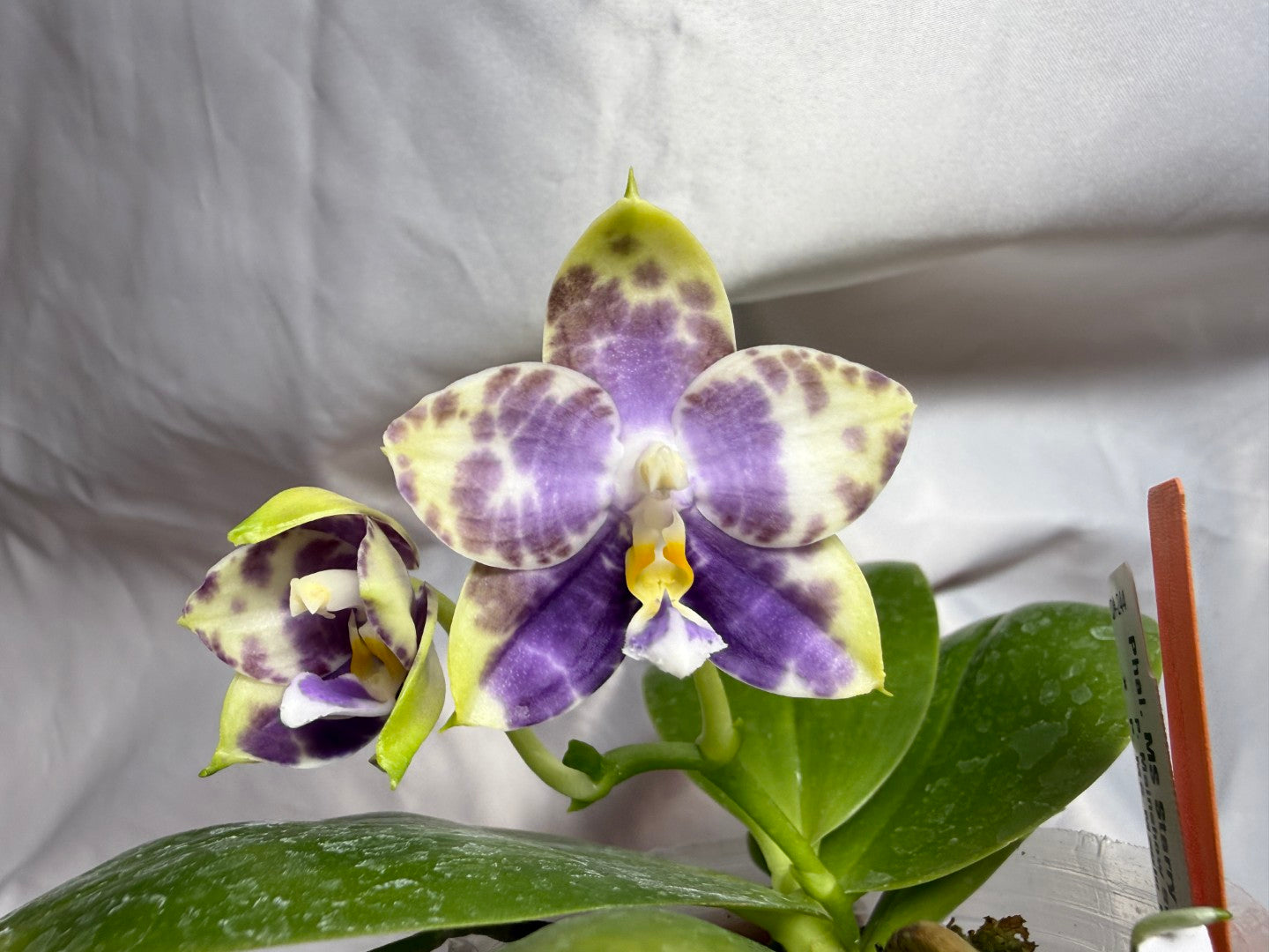 QA-244 Phalaenopsis MS Starry Princess - Seed Grown 260804 Flowering