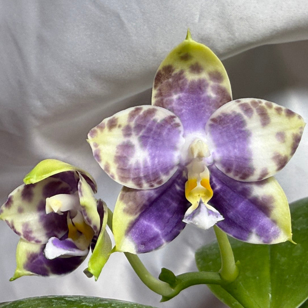 QA-244 Phalaenopsis MS Starry Princess - Seed Grown 260804 Flowering