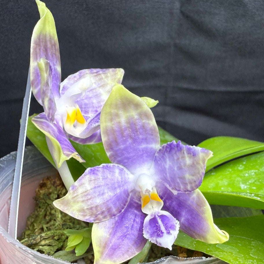 A close-up of a potted orchid with two blooms. The flowers are purple with pale yellow-green edges and bright yellow centers, growing in a clear plastic cup with green moss and a large green leaf extending to the right.