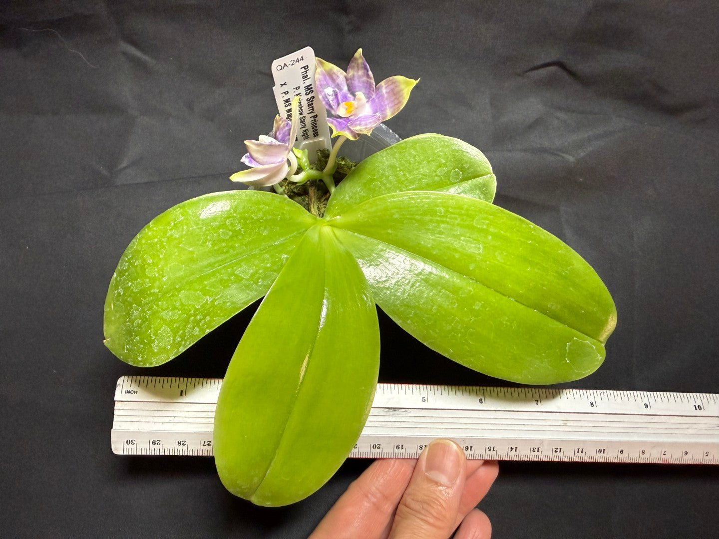 QA-244 Phalaenopsis MS Starry Princess - Seed Grown 260825 Flowering