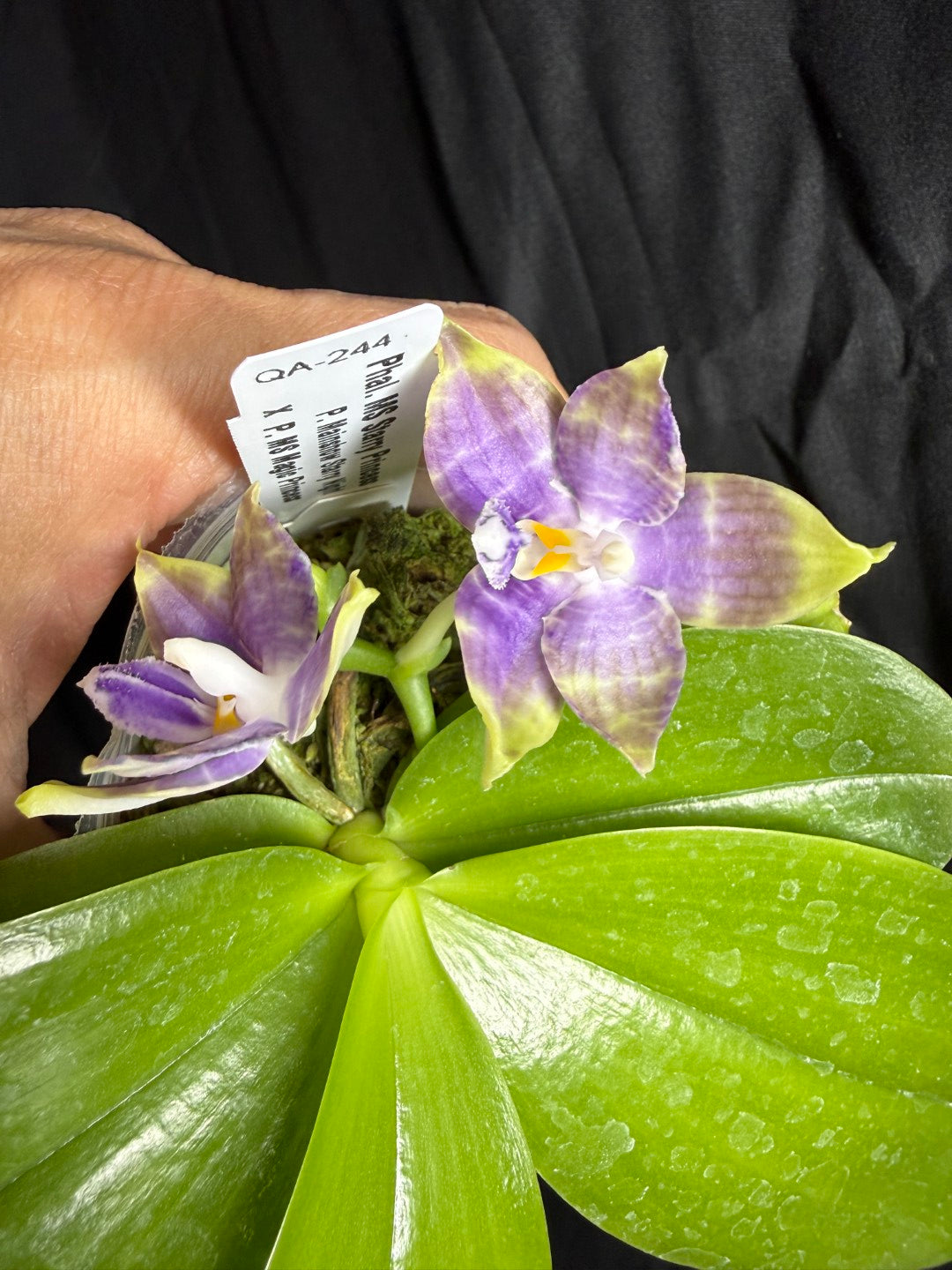 QA-244 Phalaenopsis MS Starry Princess - Seed Grown 260825 Flowering