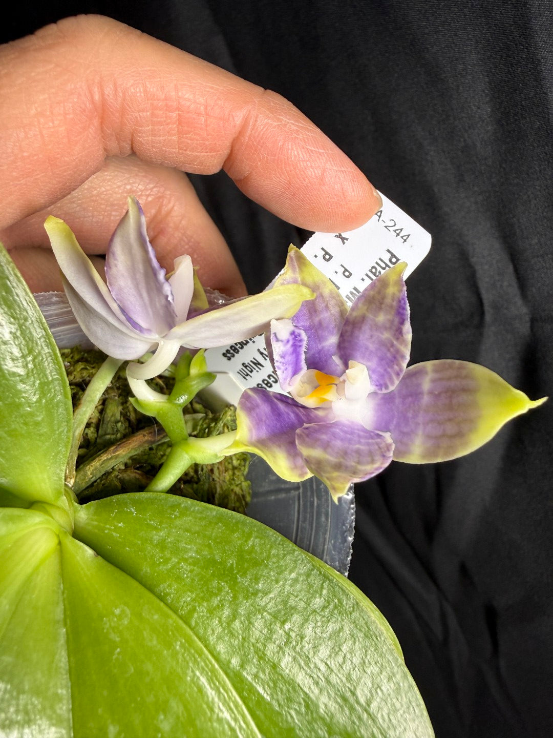 QA-244 Phalaenopsis MS Starry Princess - Seed Grown 260825 Flowering