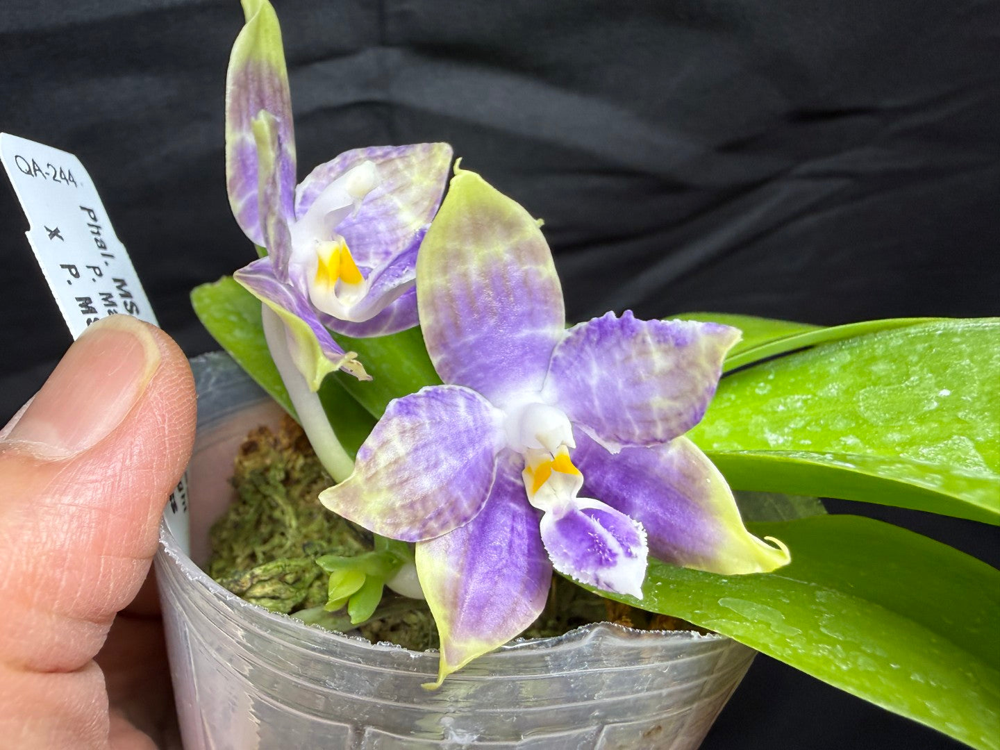 QA-244 Phalaenopsis MS Starry Princess - Seed Grown 260825 Flowering