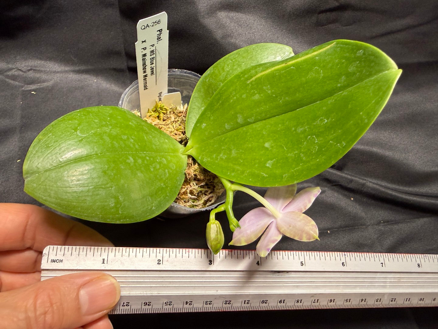 QA-256 Phalaenopsis MS Mermaid's Jewel  - Seed Grown 260703 Flowering