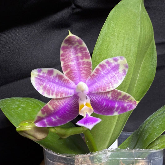 QA-256 Phalaenopsis MS Mermaid's Jewel  - Seed Grown 260703 Flowering