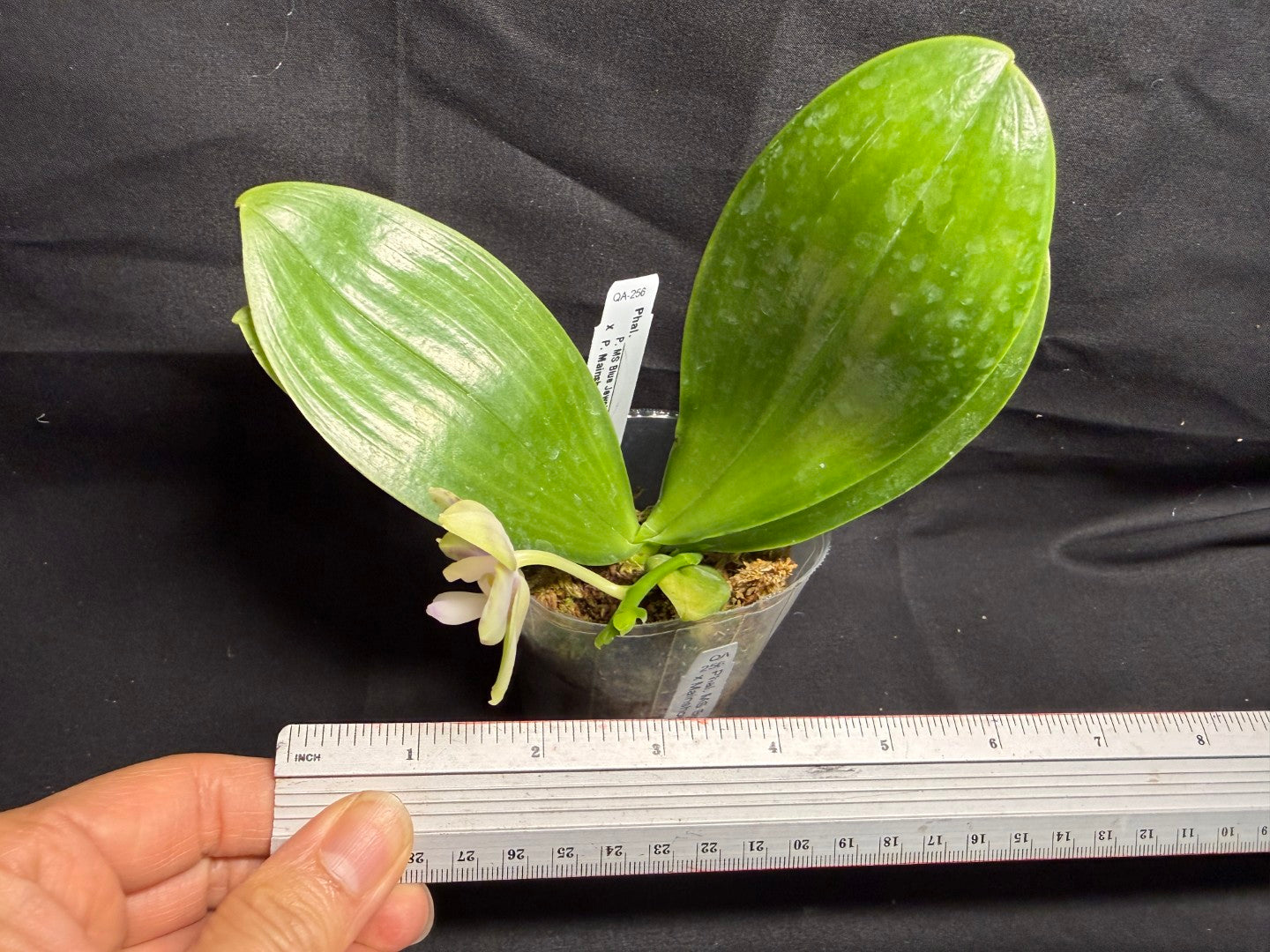 QA-256 Phalaenopsis MS Mermaid's Jewel  - Seed Grown 260708 Flowering