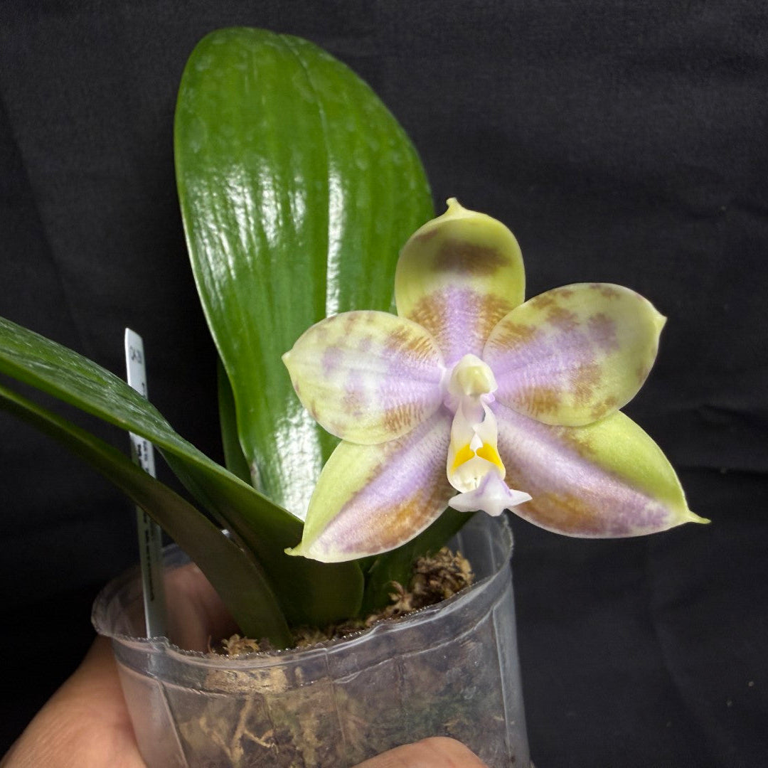 QA-256 Phalaenopsis MS Mermaid's Jewel  - Seed Grown 260708 Flowering