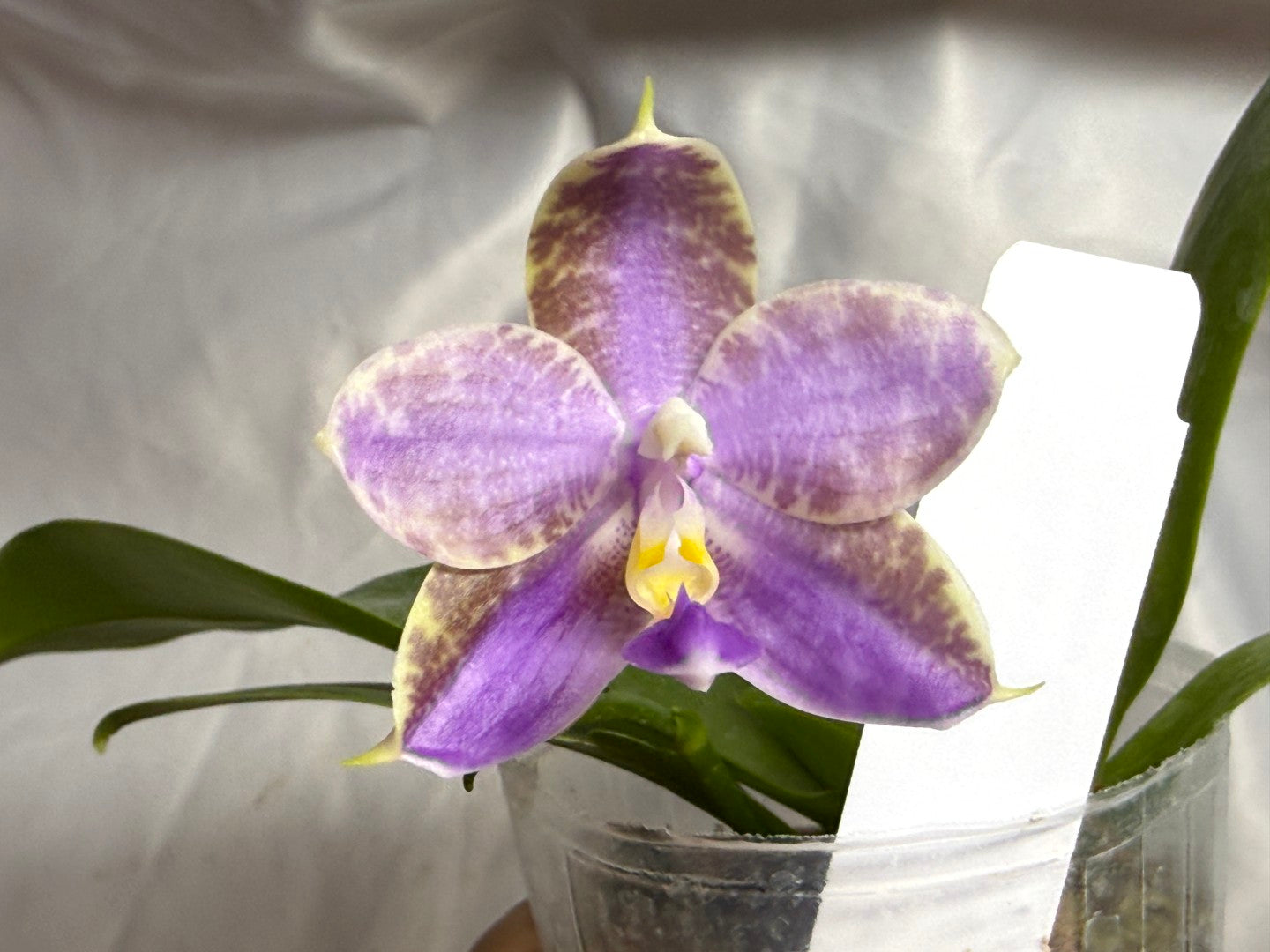 QA-256 Phalaenopsis MS Mermaid's Jewel  - Seed Grown 260804 Flowering