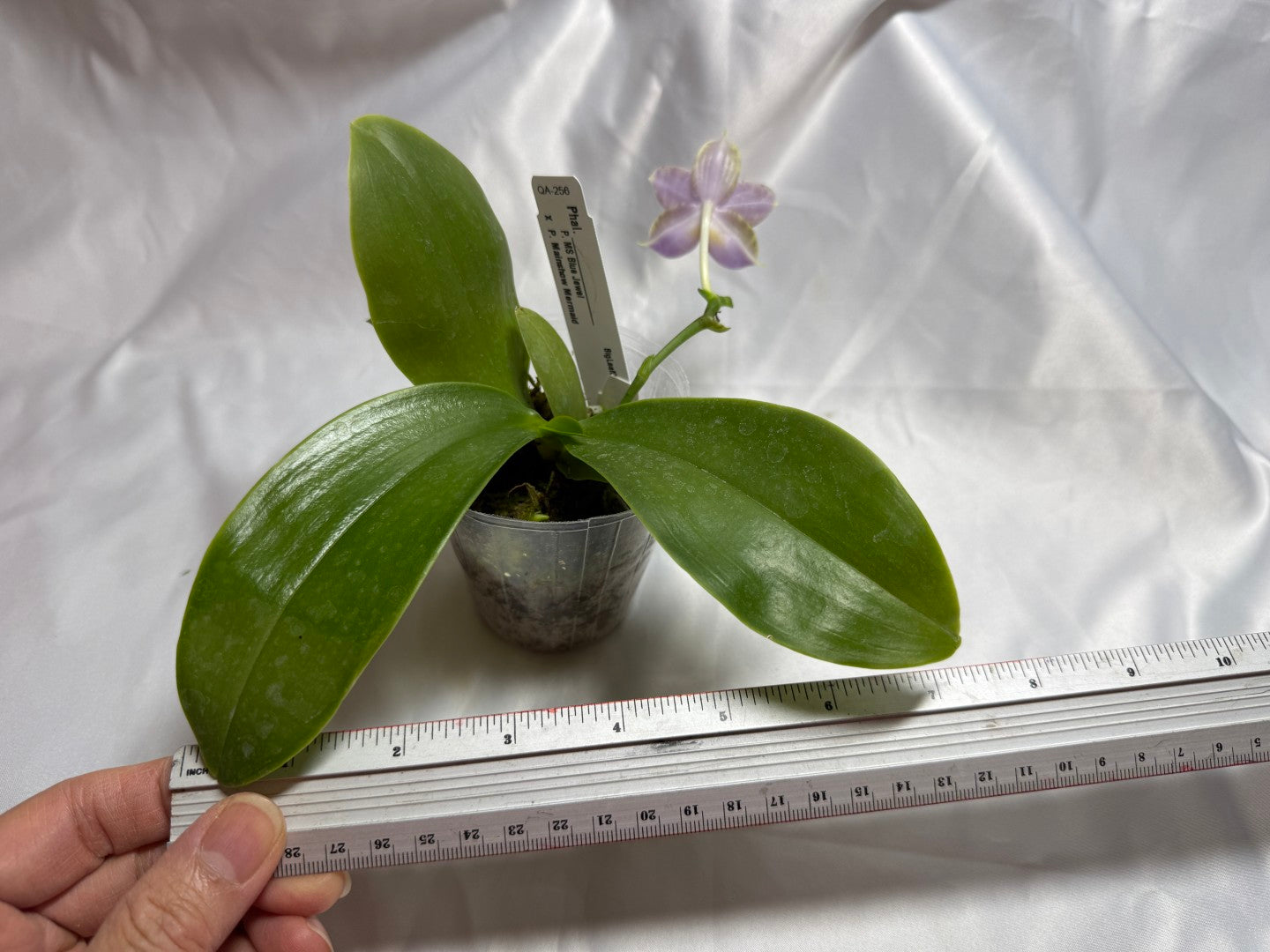 QA-256 Phalaenopsis MS Mermaid's Jewel  - Seed Grown 260804 Flowering