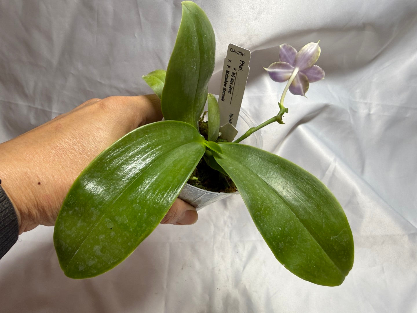 QA-256 Phalaenopsis MS Mermaid's Jewel  - Seed Grown 260804 Flowering