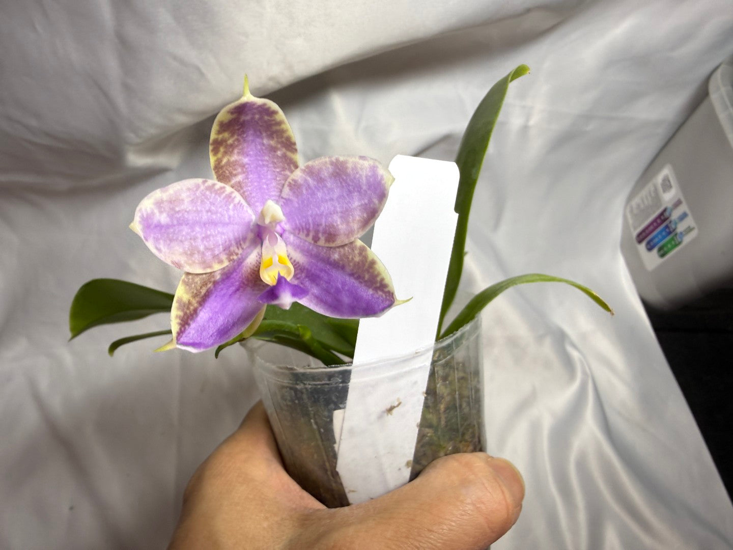 QA-256 Phalaenopsis MS Mermaid's Jewel  - Seed Grown 260804 Flowering