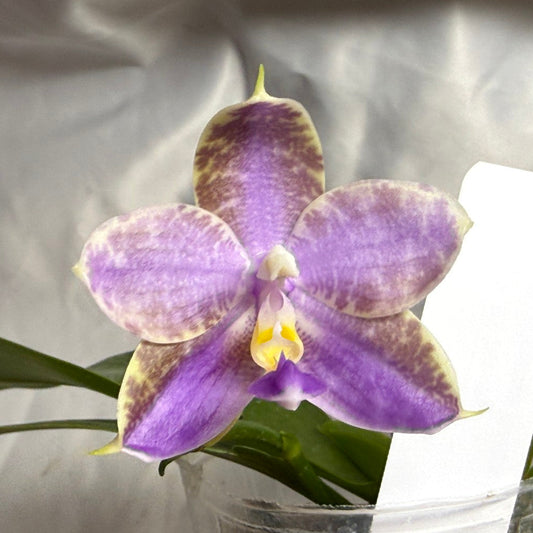 QA-256 Phalaenopsis MS Mermaid's Jewel  - Seed Grown 260804 Flowering