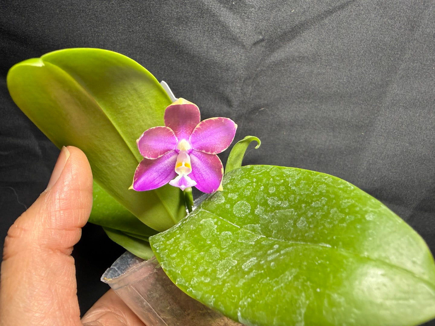 QA-256 Phalaenopsis MS Mermaid's Jewel  - Seed Grown 260825 Flowering