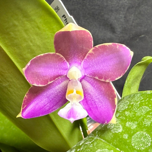 A close-up of a blooming purple orchid flower with green leaves and water droplets, set against a dark gray background.
