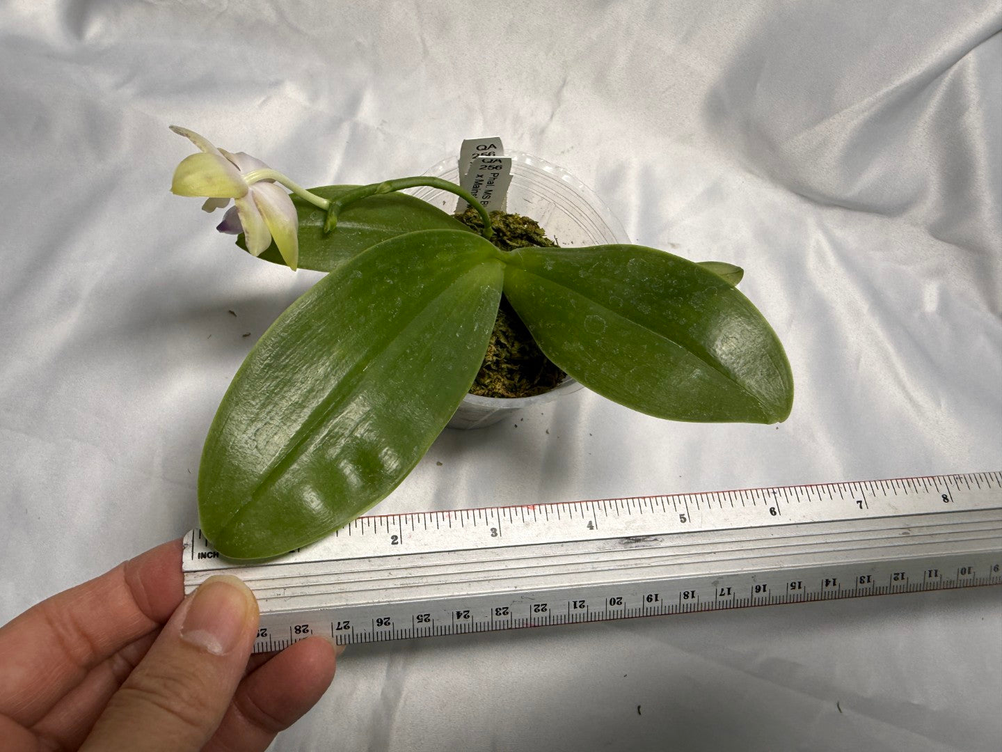 QA-256 Phalaenopsis MS Mermaid's Jewel  - Seed Grown 260830 Flowering