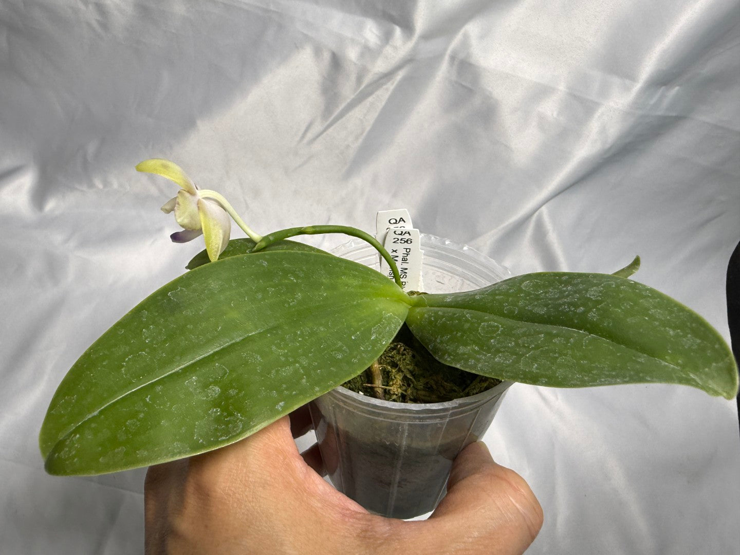QA-256 Phalaenopsis MS Mermaid's Jewel  - Seed Grown 260830 Flowering
