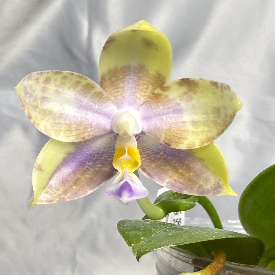A close-up of a yellow and purple spotted Phalaenopsis orchid flower with green leaves, set against a wrinkled light gray fabric background.